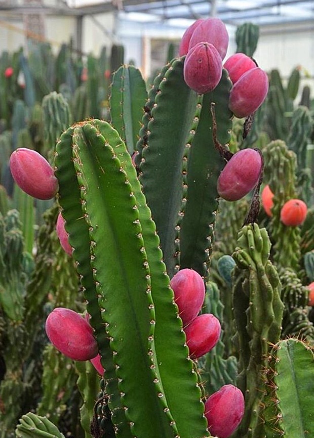 Cacto do Peru: Características, Como Cultivar e Fotos | Mundo Ecologia