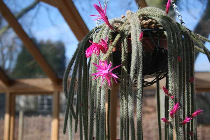 Cactos Pendentes