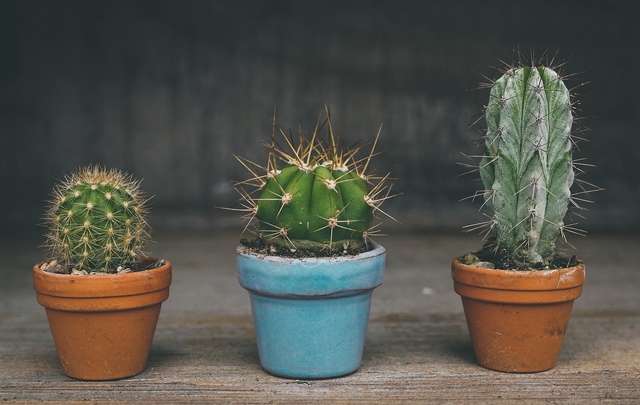 Cactos no Vaso 