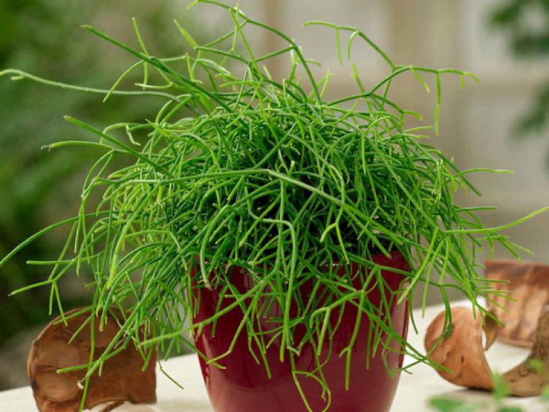 Cactus Bine, Rhipsalis Cereuscula