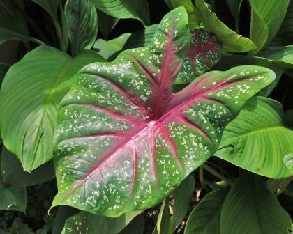 Caladium Bicolor