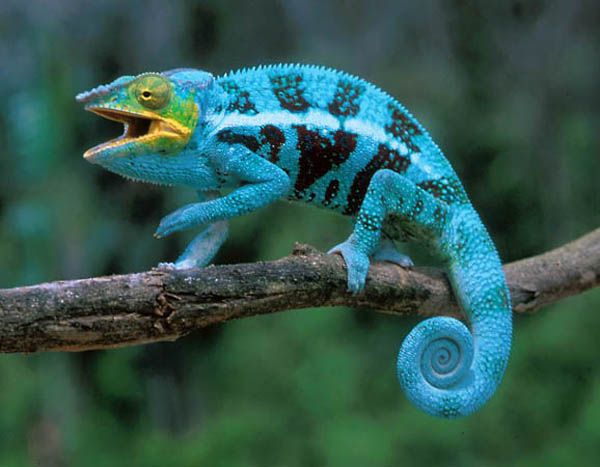 Camaleao Do Iemen Caracteristicas Nome Cientifico E Fotos Mundo Ecologia
