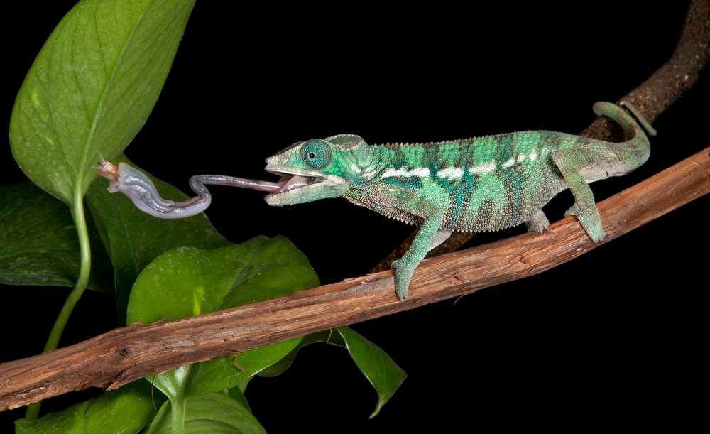 Camaleão Comendo