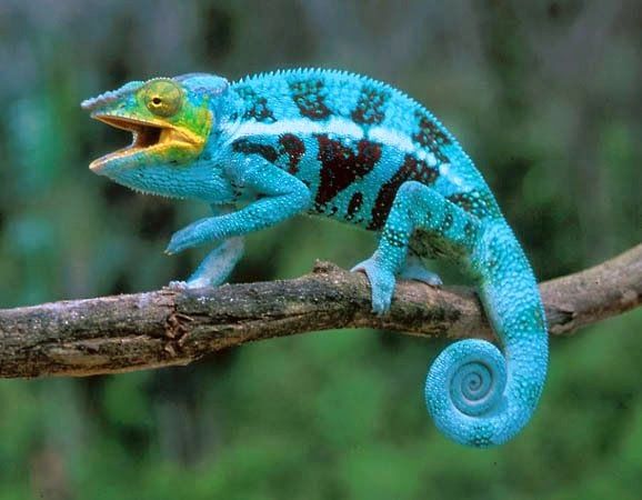 Camaleão Furcifer: Características, Nome Cientifico e Fotos