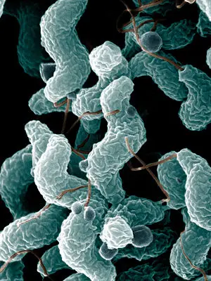 Campilobacteriose