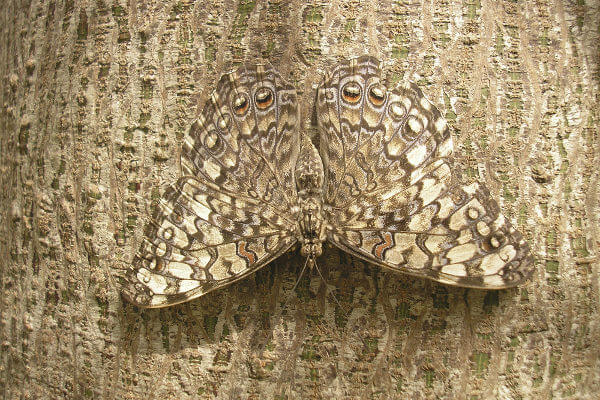 Camuflagem da Borboleta 