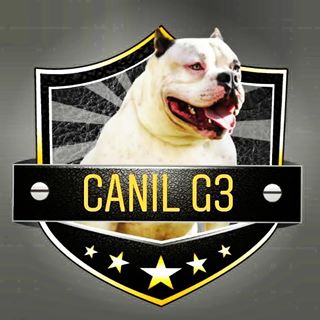 Canil G3 Bull