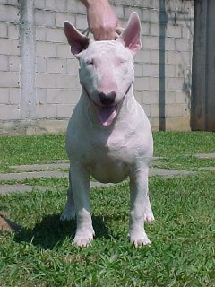 Canil Rio do Areal - Bull Terrier Branco