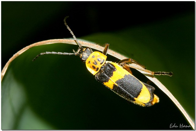 Características da Barata Amarela