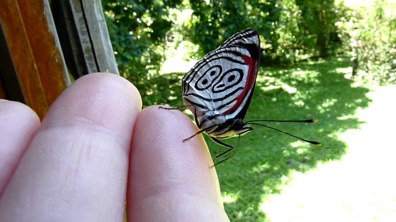 Características da Borboleta 88