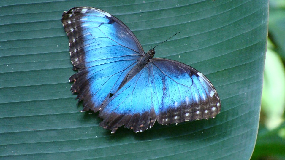 Características da Borboleta Morfo Azul