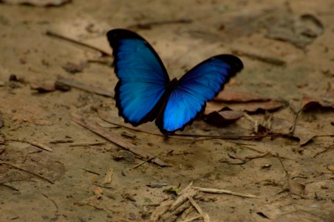 Características da Borboleta Seda-Azul