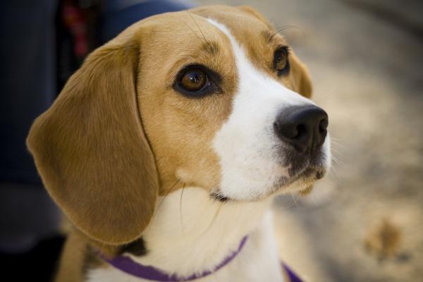 Características do Beagle