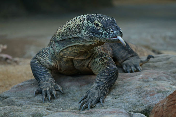 Características do Dragão-de-Komodo