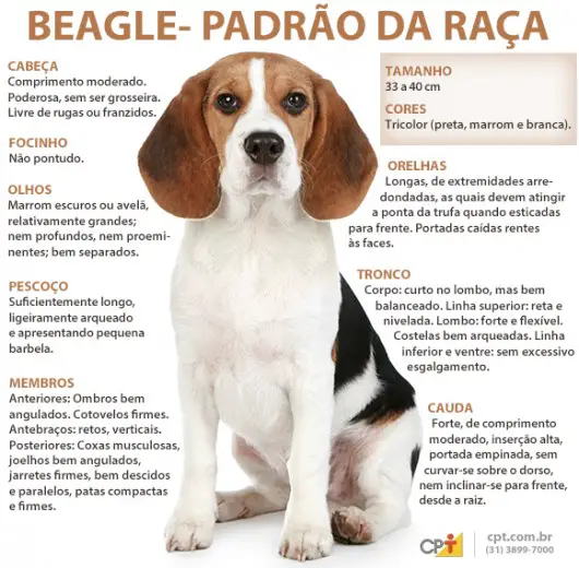 Características Físicas do Beagle