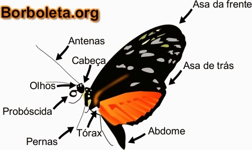 Características das Borboletas