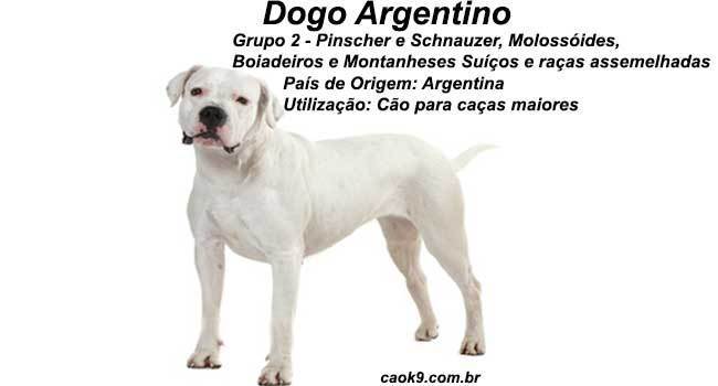 Características de Dogo Argentino