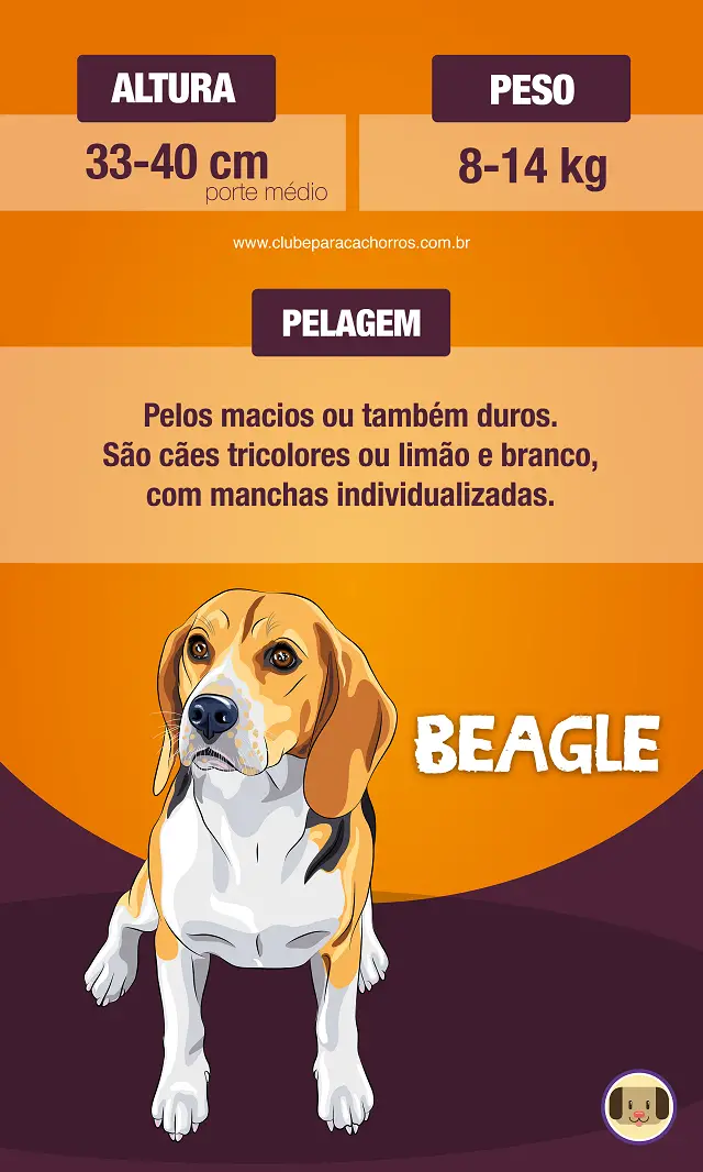 Características do Beagle