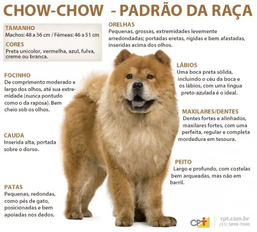 Características do Chow Chow 