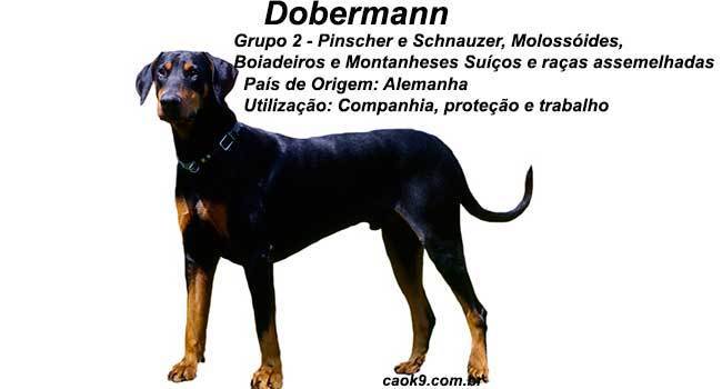 Características do Dobermann