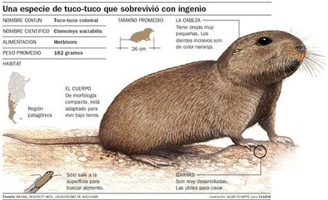 Características do Tuco Tuco