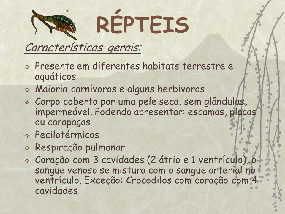 Características dos Répteis