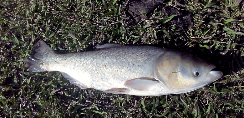 Carpa-Cabeçuda 