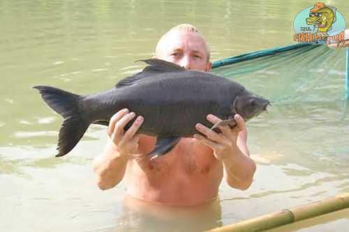 Carpa Negra Pescada 