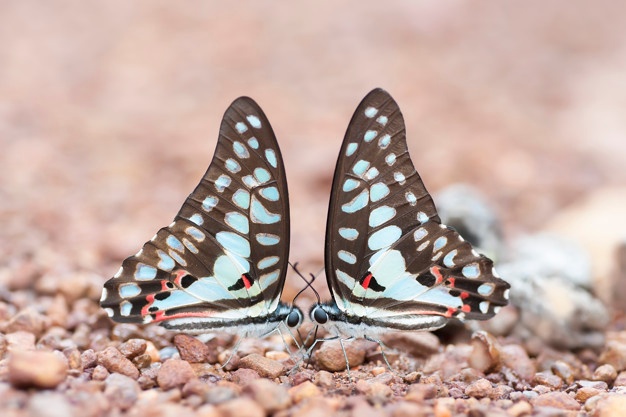 Casal de Borboletas 