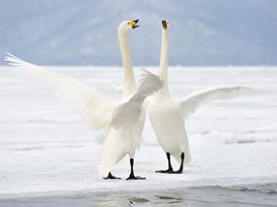 Casal de Cisne 