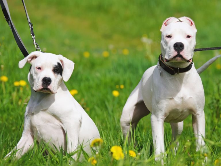 Casal de Dogo Argentino 