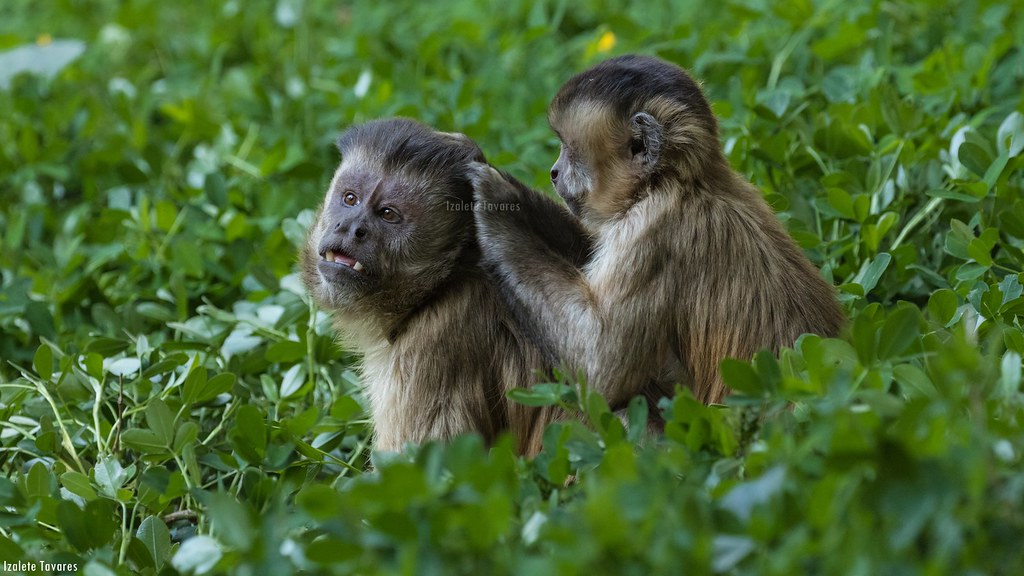 Casal de Macaco Prego