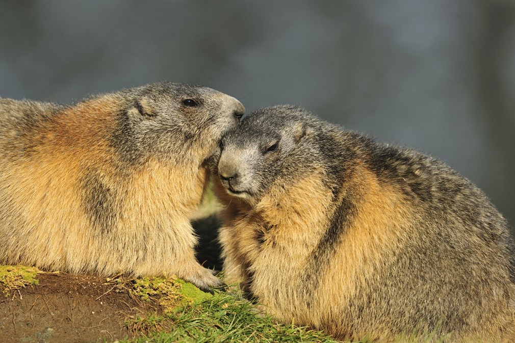 Casal de Marmota Alpina 