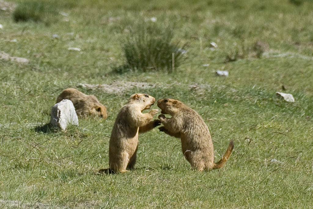 Casal de Marmota Caudata 