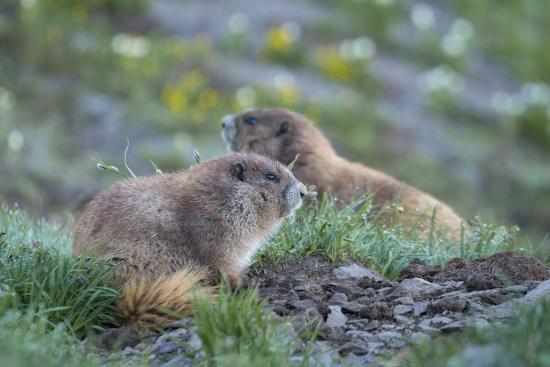 Casal de Marmota Olympus