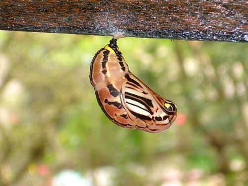 Casulo de Borboleta 