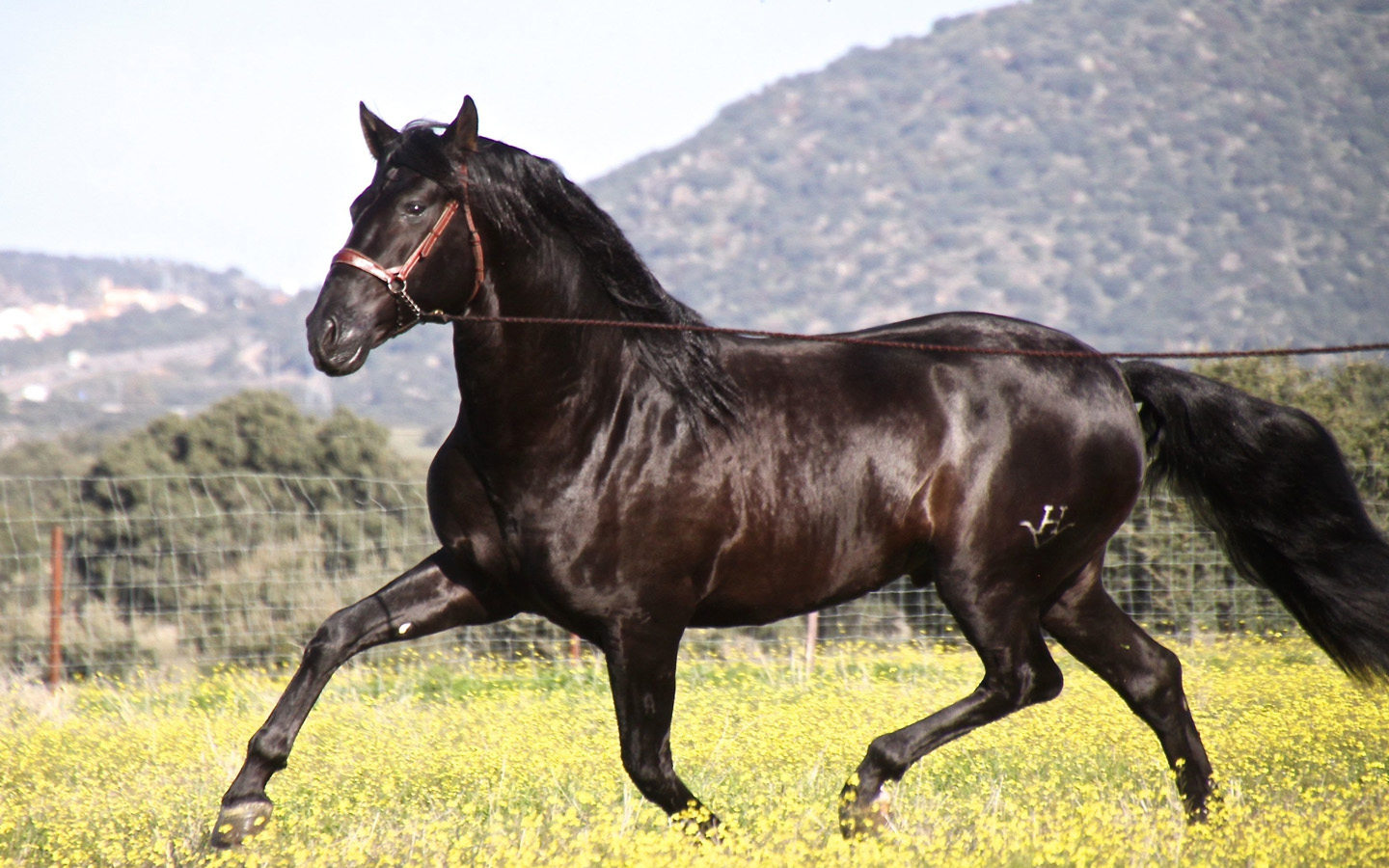  Cavalo Andaluz