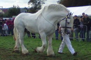 Cavalo Boulonnais Branco