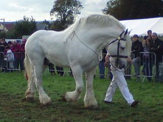 Cavalo Boulonnais Branco 