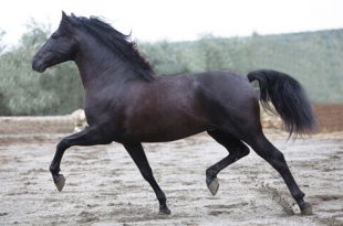 Cavalo Hispano-Árabe