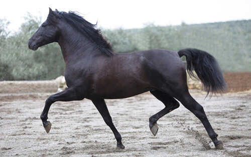 Cavalo Hispano-Árabe