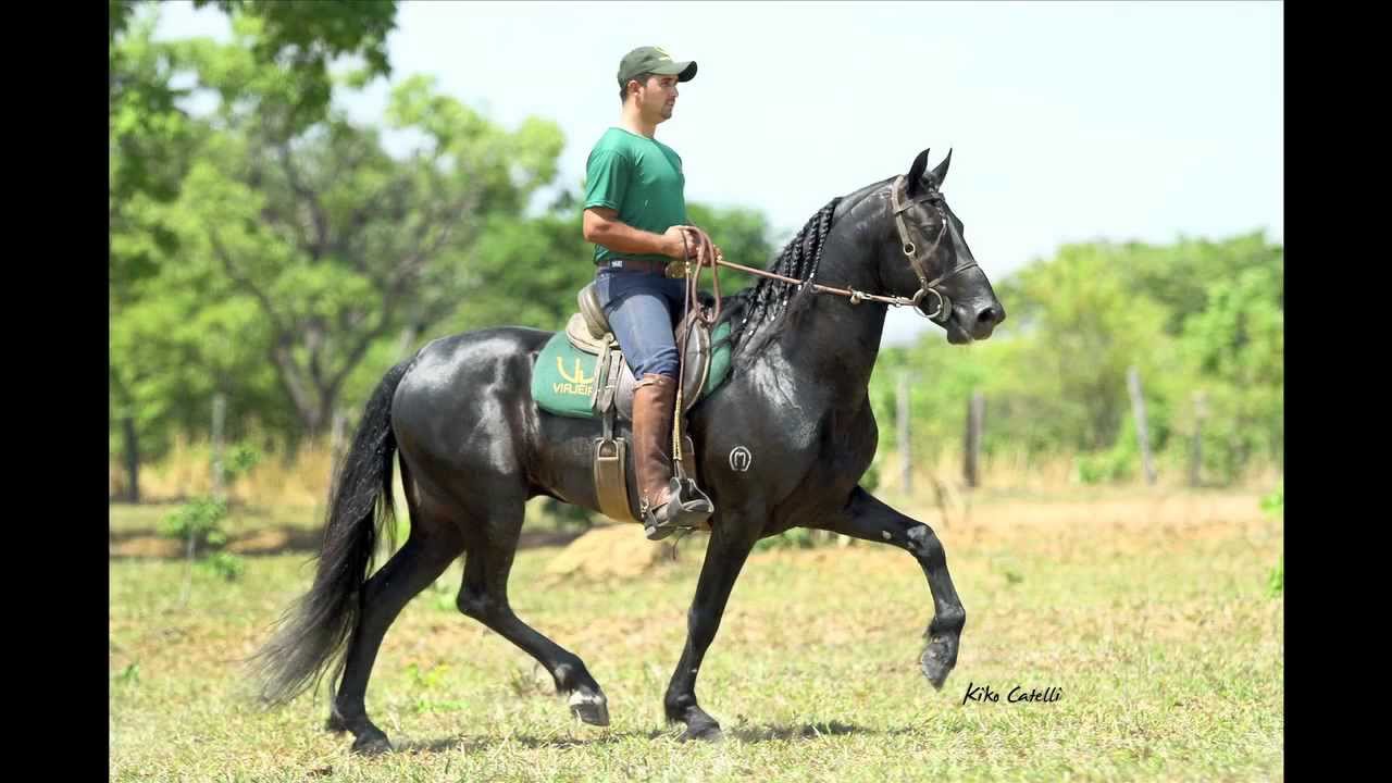 Cavalo Paso Fino Marchando 