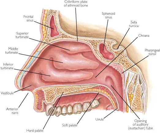 Cavidades Nasal