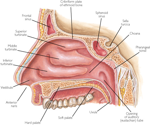 Cavidades Nasal