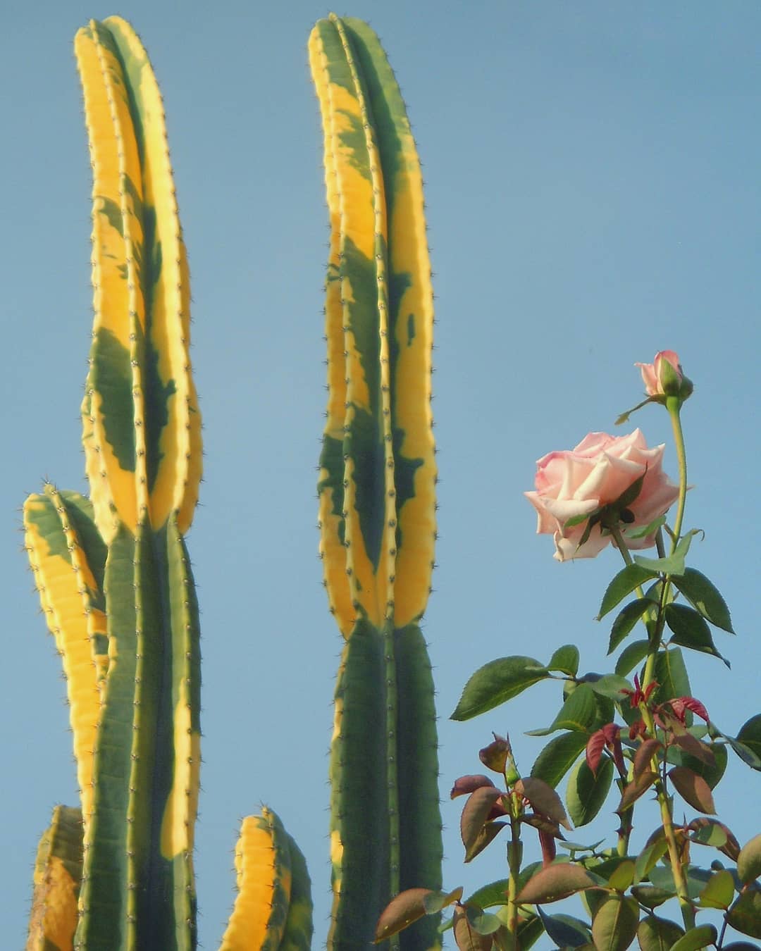 Cereus Hildemannianus