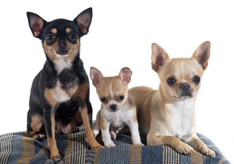 Chihuahuas