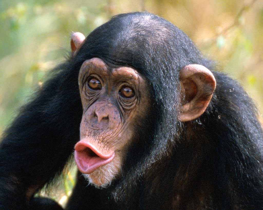 Chimpanzés