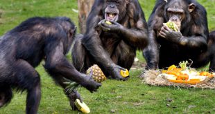 Chimpanzés se Alimentando