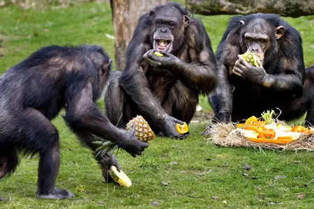 Chimpanzés se Alimentando 
