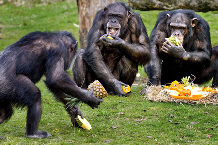Chimpanzés se Alimentando